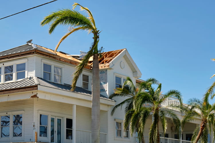 windy-trees-and-roof